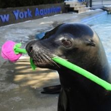 New York Aquarium's Aquatheater Offers Winter-Long Sea Lion Training Demonstrations